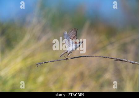Haus Sperling (Passer domesticus) mit Flügeln auf einem Ast geöffnet. Stockfoto