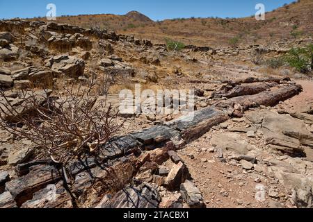 Drei Stufen Versteinerter Wald, Versteinerter Wald, Damaraland, Namibia, Afrika Stockfoto