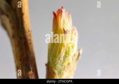 Pflanzenphänologie, Alchemie des Frühlings. Baumknospe, Blattknospe, gemma. Frondeszenz, Gimmation, Budbreak im Frühling Stockfoto