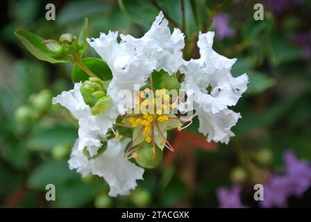 Nahblumen der Lagerstroemia Indica „Alba“ oder der weißen Crape Myrte. Andere Namen sind Crape Flower, indischer Flieder. Stockfoto