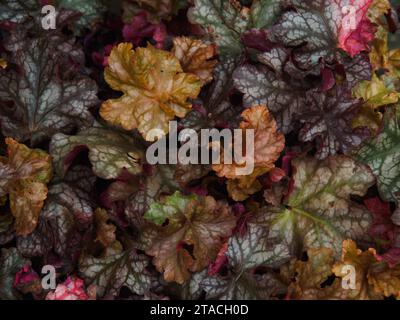 Bunte Blätter von Heuchera (Korallenglocken) und Heucherella (schaumige Glocken). Stockfoto