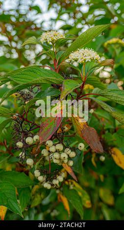 Weiße Kornelkirsche ( Swida alba, Cornus alba). Eine erstaunliche Pflanze, die im Spätherbst auf demselben Stiel blüht und reift. See Ilmen Stockfoto