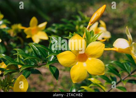 Mittelscharf, gelber Allamanda mit doppelschichtigen Blütenblättern mit grünen Blättern im Garten. Andere Namen sind Oleander Allamanda und Bush Allamanda. Wissenschaftler Stockfoto