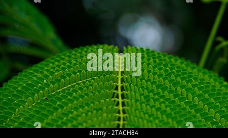 Spontane Tamarindenblätter bleiben ordentlich auf dem Ast, schön und gepflegt, in natürlicher Atmosphäre. Stockfoto