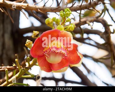 Blume von Couroupita Guianensis, bekannt als Cannonball-Baum oder Sal in natürlicher Atmosphäre. Stockfoto