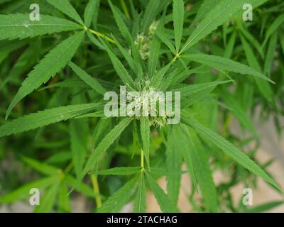 Blick von oben, Cannabispflanze im Kindergarten. Die Blumen, rauchbar, haben weiße Haare oder Trichome bedeckt. Stockfoto