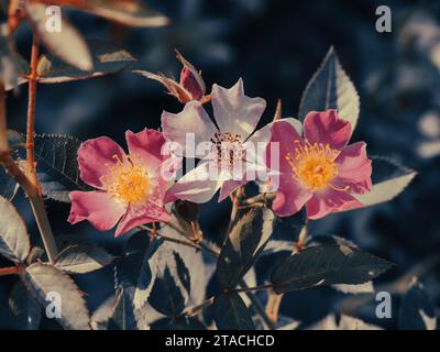 Natürliches Rosenstrauß auf der Oberseite des Busches, Farbe an Vintage-Ton angepasst, auf dunklem Hintergrund. Stockfoto