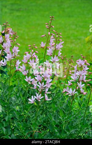 Rosa Blüten von Dictamnus albus oder brennendem Busch, Gaspflanze oder Fraxinella, Dittany. Diese seltene giftige Pflanze produziert große Mengen ätherischen Öls Stockfoto