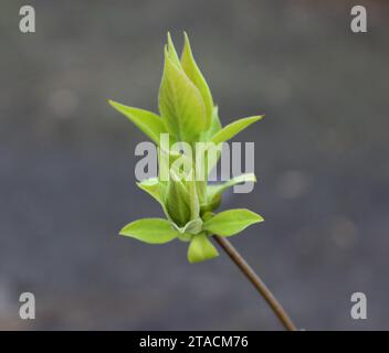 Junge Bud mit ersten Blättern auf Einem dünnen Zweig Großbild-Foto Stockfoto