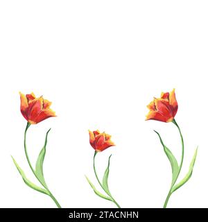 Aquarellrote Tulpen mit grünen Blättern handgemalte Blumenillustration der Frühlingsblumen auf weißem isolierten Hintergrund Satz von drei Tulpen für Design Stockfoto