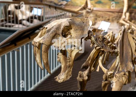 Skelett einer Säbelzahnkatze, Smilodon fatalis, im USU Eastern Prehistoric Museum in Price, Utah. Es wurde in den Teergruben La Brea in Cali gefunden Stockfoto