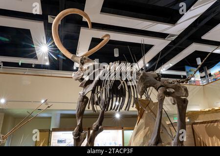 Ein kolumbianischer Mammut, Mammuthus Columbi, in der USU Eastern Prehistoric Museumin Price, Utah. Bekannt als Huntington Mammut, wo es entdeckt wurde Stockfoto