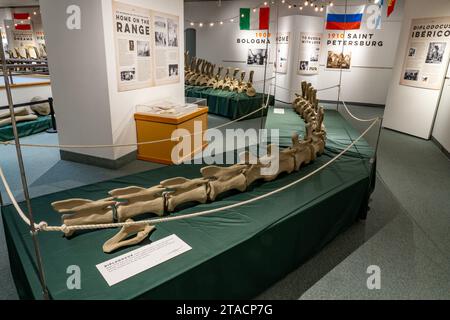 Abgüsse der Schwanzwirbel von Diplodocus carnegii, einem großen Sauropoden, im USU Eastern Prehistoric Museum in Price, Utah. Stockfoto