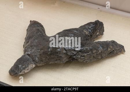 Fossiler Abdruck eines Hadrosaurus oder EntenschnabelDinosauriers aus einer Kohlemine. USU Eastern Prehistoric Museum, Price, Utah. Stockfoto