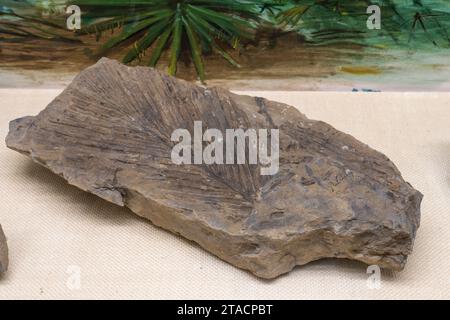 Ein fossiles Cycad-Blatt im USU Eastern Prehistoric Museum in Price, Utah. Stockfoto