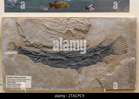 Fossil eines gar, Atractosteus simplex, im USU Eastern Prehistoric Museum in Price, Utah. Dieser Fisch erstickte an dem Diplomystus-Fisch Stockfoto