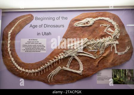 Skelettabdruck einer Coelophysis, Coelophysis bauri, im USU Eastern Prehistoric Museum in Price, Utah. Stockfoto