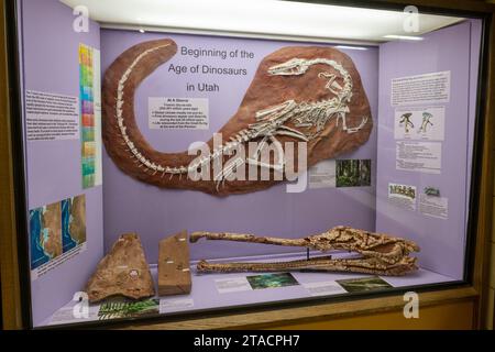 Skelettabdruck einer Coelophysis, Coelophys bauri und Crodilian Skulls im USU Eastern Prehistoric Museum in Price, Utah. Stockfoto