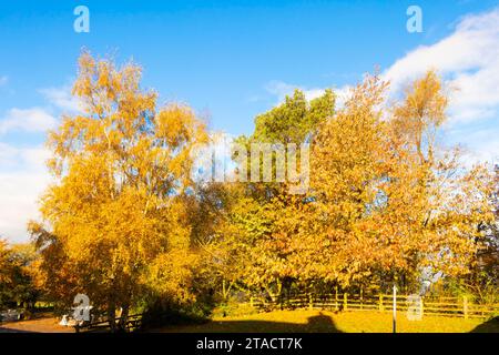 Herbstfarben von Bäumen in northumberland uk Stockfoto
