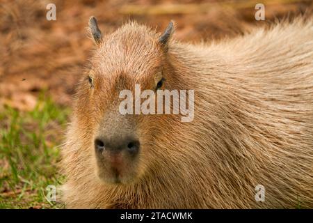 Neapel, Usa. November 2023. Neapel, Florida, Freitag, 29. November 2023. Naples Zoo Nutria Displays, Naples Florida, Mittwoch, 29. November 2023. Quelle: Jennifer Graylock/Alamy Live News Stockfoto