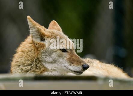 Neapel, Usa. November 2023. Neapel, Florida, Freitag, 29. November 2023. Naples Zoo Coyote Displays, Naples Florida, Mittwoch, 29. November 2023. Quelle: Jennifer Graylock/Alamy Live News Stockfoto