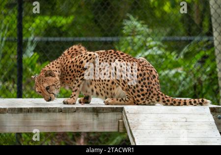 Neapel, Usa. November 2023. Neapel, Florida, Freitag, 29. November 2023. Naples Zoo Cheetah Display, Neapel Florida, Mittwoch, 29. November 2023. Quelle: Jennifer Graylock/Alamy Live News Stockfoto