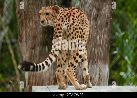 Neapel, Usa. November 2023. Neapel, Florida, Freitag, 29. November 2023. Naples Zoo Cheetah Display, Neapel Florida, Mittwoch, 29. November 2023. Quelle: Jennifer Graylock/Alamy Live News Stockfoto