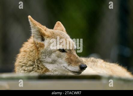 Neapel, Usa. November 2023. Neapel, Florida, Freitag, 29. November 2023. Naples Zoo Coyote Displays, Naples Florida, Mittwoch, 29. November 2023. Quelle: Jennifer Graylock/Alamy Live News Stockfoto