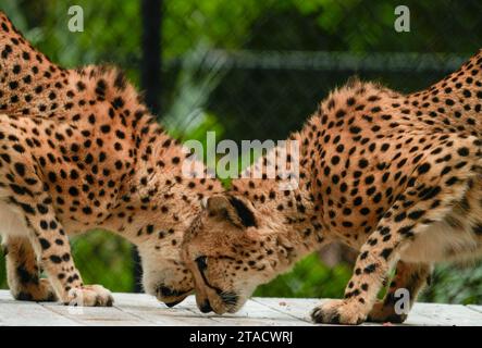Neapel, Usa. November 2023. Neapel, Florida, Freitag, 29. November 2023. Naples Zoo Cheetah Display, Neapel Florida, Mittwoch, 29. November 2023. Quelle: Jennifer Graylock/Alamy Live News Stockfoto