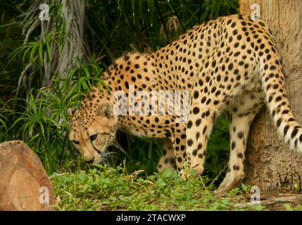 Neapel, Usa. November 2023. Neapel, Florida, Freitag, 29. November 2023. Naples Zoo Cheetah Display, Neapel Florida, Mittwoch, 29. November 2023. Quelle: Jennifer Graylock/Alamy Live News Stockfoto