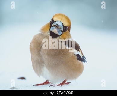 Winterliche Eleganz verewigt: Ein Porträt des in Schnee getauchten Falkenfinks, dessen üppige Schönheit in der gefrorenen Landschaft schimmert. Stockfoto