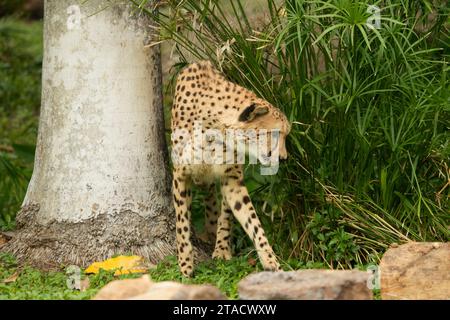 Neapel, Usa. November 2023. Neapel, Florida, Freitag, 29. November 2023. Naples Zoo Cheetah Display, Neapel Florida, Mittwoch, 29. November 2023. Quelle: Jennifer Graylock/Alamy Live News Stockfoto