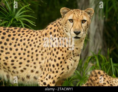 Neapel, Usa. November 2023. Neapel, Florida, Freitag, 29. November 2023. Naples Zoo Cheetah Display, Neapel Florida, Mittwoch, 29. November 2023. Quelle: Jennifer Graylock/Alamy Live News Stockfoto