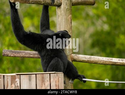 Neapel, Usa. November 2023. Neapel, Florida, Freitag, 29. November 2023. Naples Zoo Gibbon Display, Naples Florida, Mittwoch, 29. November 2023. Quelle: Jennifer Graylock/Alamy Live News Stockfoto