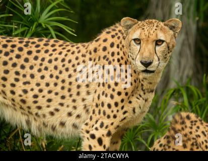 Neapel, Usa. November 2023. Neapel, Florida, Freitag, 29. November 2023. Naples Zoo Cheetah Display, Neapel Florida, Mittwoch, 29. November 2023. Quelle: Jennifer Graylock/Alamy Live News Stockfoto