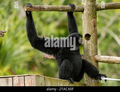 Neapel, Usa. November 2023. Neapel, Florida, Freitag, 29. November 2023. Naples Zoo Gibbon Display, Naples Florida, Mittwoch, 29. November 2023. Quelle: Jennifer Graylock/Alamy Live News Stockfoto