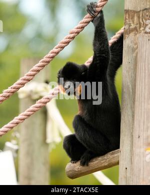 Neapel, Usa. November 2023. Neapel, Florida, Freitag, 29. November 2023. Naples Zoo Gibbon Display, Naples Florida, Mittwoch, 29. November 2023. Quelle: Jennifer Graylock/Alamy Live News Stockfoto