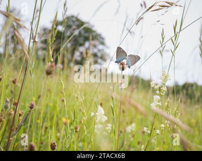 Männliche und weibliche Large Blue (Phengaris arion) Schmetterlinge paaren sich in einem Naturschutzgebiet in den Cotswolds, Gloucestershire, England Stockfoto