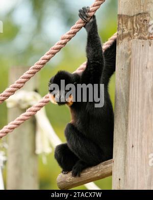 Neapel, Usa. November 2023. Neapel, Florida, Freitag, 29. November 2023. Naples Zoo Gibbon Display, Naples Florida, Mittwoch, 29. November 2023. Quelle: Jennifer Graylock/Alamy Live News Stockfoto