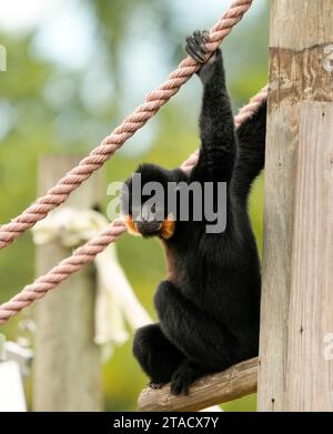 Neapel, Usa. November 2023. Neapel, Florida, Freitag, 29. November 2023. Naples Zoo Gibbon Display, Naples Florida, Mittwoch, 29. November 2023. Quelle: Jennifer Graylock/Alamy Live News Stockfoto