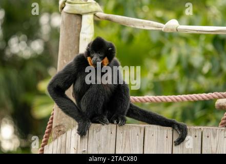 Neapel, Usa. November 2023. Neapel, Florida, Freitag, 29. November 2023. Naples Zoo Gibbon Display, Naples Florida, Mittwoch, 29. November 2023. Quelle: Jennifer Graylock/Alamy Live News Stockfoto