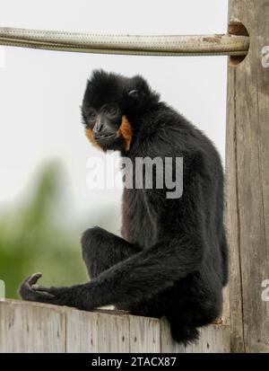Neapel, Usa. November 2023. Neapel, Florida, Freitag, 29. November 2023. Naples Zoo Gibbon Display, Naples Florida, Mittwoch, 29. November 2023. Quelle: Jennifer Graylock/Alamy Live News Stockfoto