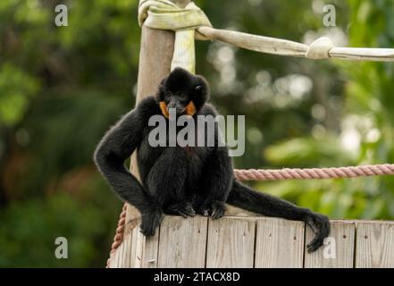 Neapel, Usa. November 2023. Neapel, Florida, Freitag, 29. November 2023. Naples Zoo Gibbon Display, Naples Florida, Mittwoch, 29. November 2023. Quelle: Jennifer Graylock/Alamy Live News Stockfoto