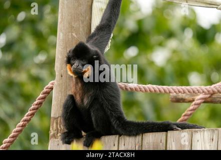 Neapel, Usa. November 2023. Neapel, Florida, Freitag, 29. November 2023. Naples Zoo Gibbon Display, Naples Florida, Mittwoch, 29. November 2023. Quelle: Jennifer Graylock/Alamy Live News Stockfoto