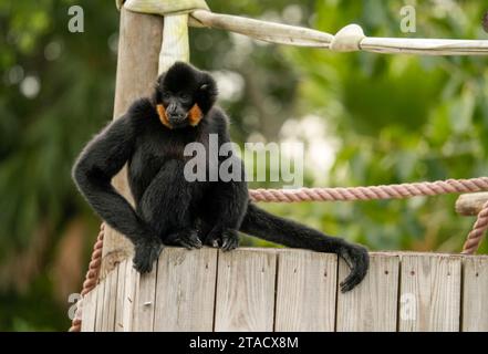 Neapel, Usa. November 2023. Neapel, Florida, Freitag, 29. November 2023. Naples Zoo Gibbon Display, Naples Florida, Mittwoch, 29. November 2023. Quelle: Jennifer Graylock/Alamy Live News Stockfoto