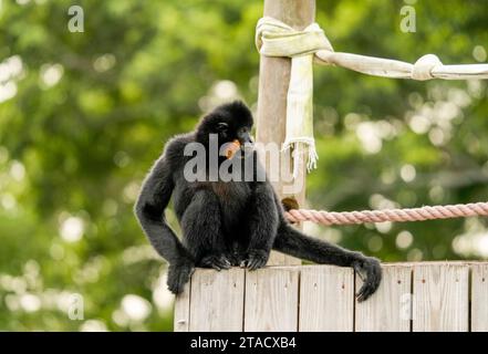 Neapel, Usa. November 2023. Neapel, Florida, Freitag, 29. November 2023. Naples Zoo Gibbon Display, Naples Florida, Mittwoch, 29. November 2023. Quelle: Jennifer Graylock/Alamy Live News Stockfoto