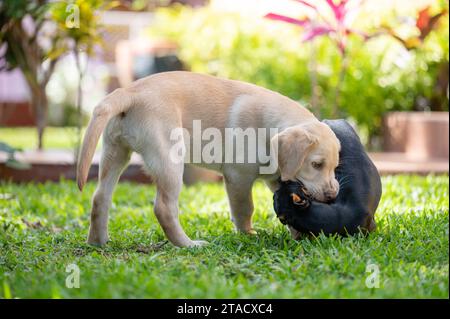 Zwei Hunde kämpfen aggresiv auf grünem Grasgarten Hintergrund Stockfoto