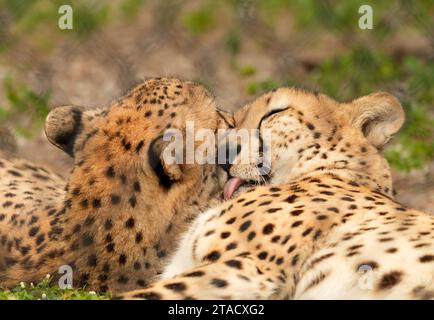 Neapel, Usa. November 2023. Neapel, Florida, Freitag, 29. November 2023. Naples Zoo Cheetah Display, Neapel Florida, Mittwoch, 29. November 2023. Quelle: Jennifer Graylock/Alamy Live News Stockfoto