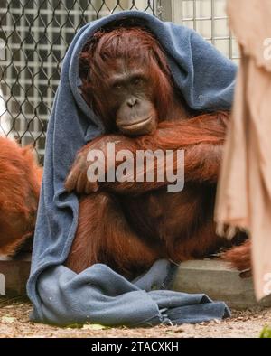 Neapel, Usa. November 2023. Neapel, Florida, Freitag, 29. November 2023. Naples Zoo Orangutan Display, Naples Florida, Mittwoch, 29. November 2023. Quelle: Jennifer Graylock/Alamy Live News Stockfoto
