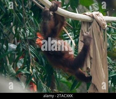 Neapel, Usa. November 2023. Neapel, Florida, Freitag, 29. November 2023. Naples Zoo Orangutan Display, Naples Florida, Mittwoch, 29. November 2023. Quelle: Jennifer Graylock/Alamy Live News Stockfoto